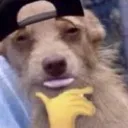 dog_whatsup dog_whatsup