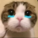 sad_cat sad_cat