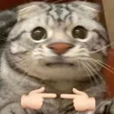 shy_cat