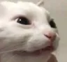 catwtf_izi