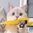 catgun catgun