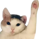 raisedpaw raisedpaw