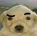 dogsus