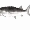 spinfish