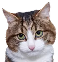 pleasecat Discord Emoji