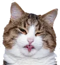 Blepcat Discord Emoji
