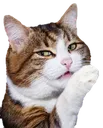 Sasscat Discord Emoji