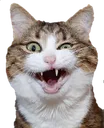 Crazycat CrazyCat Discord Emoji