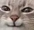 COT