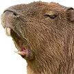 capyroar
