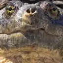 judgementalturtle