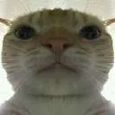 Cat_staring