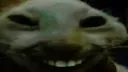 xdd xdd