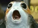 porgmemediscord