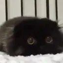 shock
