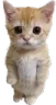 kit