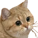 catstare catstare