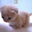 hi
