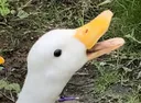 Quack