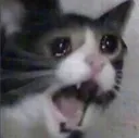 crycat