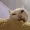 tinycorncat