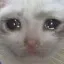 funnycryingcat2