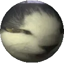ball