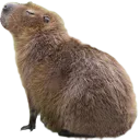 CapyFloof