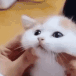 rs_kittycheeks