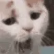 cat_sleepy