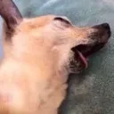 schleemp