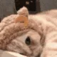 SA_catSleepy