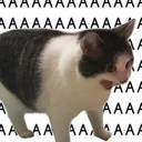 cataaaaa Discord emoji