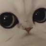TEA_3kotik Discord emoji