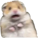 scaredhamster