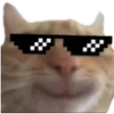 koolkat
