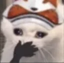 shocku
