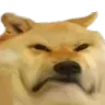 dogfrown