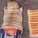 DogBread Discord emoji