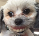DogTeeth Discord emoji