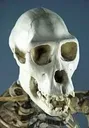 deathskull
