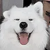 sf_happy_dog