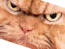 Catmad catmad Discord Emoji