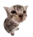 gato gato