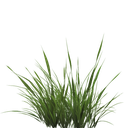 grasstransparent1png Discord emoji