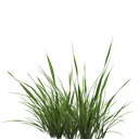 grasstransparent1png