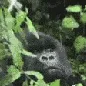 DA_F