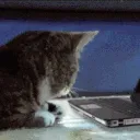 cat_wat
