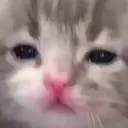 Catwhat catwhat Discord Emoji