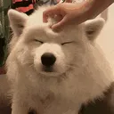 patpat
